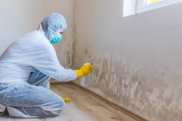 Licensed Mold Remediation service in New Hyde Park, NY - WQB Mold Removal